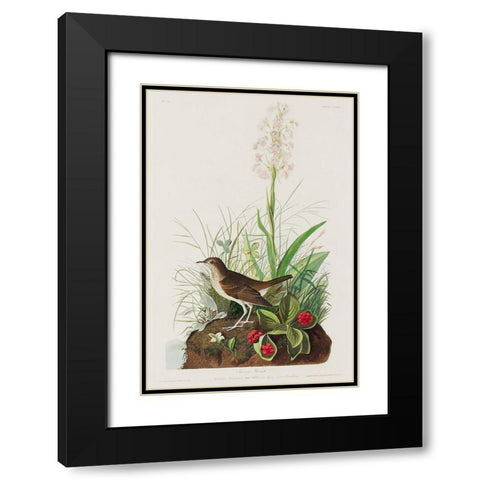 Tawny Thrush Black Modern Wood Framed Art Print with Double Matting by Audubon, John James