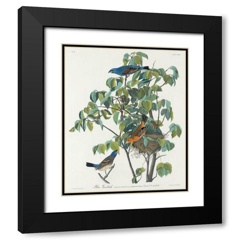 Blue Grosbeak Black Modern Wood Framed Art Print with Double Matting by Audubon, John James