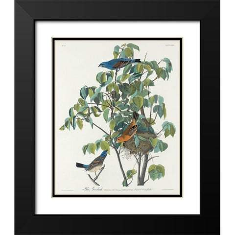 Blue Grosbeak Black Modern Wood Framed Art Print with Double Matting by Audubon, John James