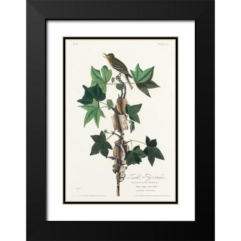 Traills Flycatcher Black Modern Wood Framed Art Print with Double Matting by Audubon, John James