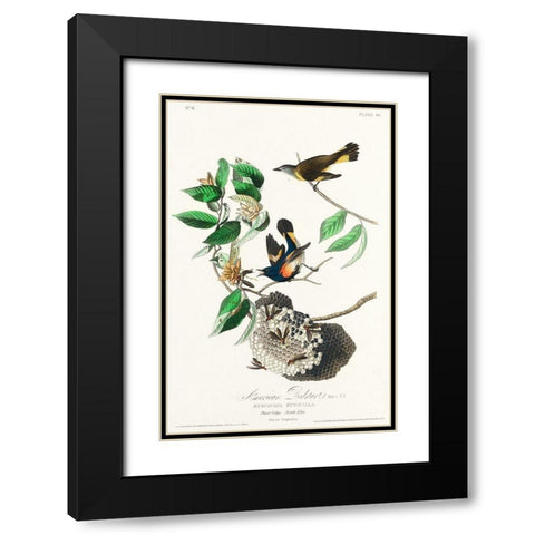 American Redstart Black Modern Wood Framed Art Print with Double Matting by Audubon, John James