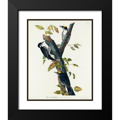 Three-toed Woodpecker Black Modern Wood Framed Art Print with Double Matting by Audubon, John James