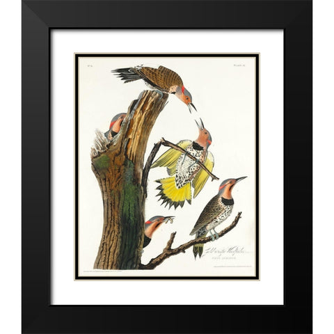 Golden-winged Woodpecker Black Modern Wood Framed Art Print with Double Matting by Audubon, John James