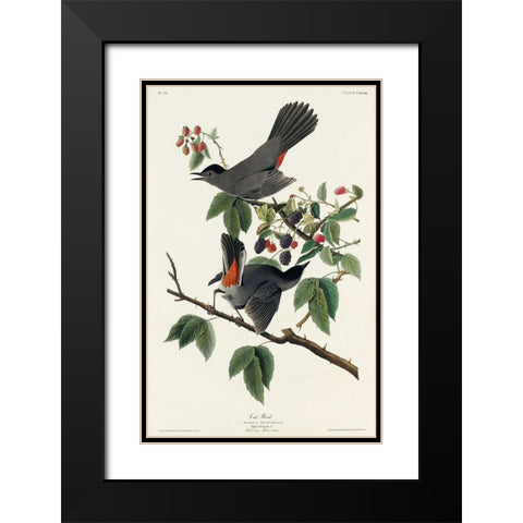 Cat Bird Black Modern Wood Framed Art Print with Double Matting by Audubon, John James