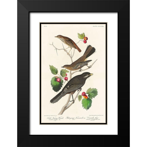 Little Tawny Thrush, Ptiliogonys Townsendi and Canada Jay Black Modern Wood Framed Art Print with Double Matting by Audubon, John James