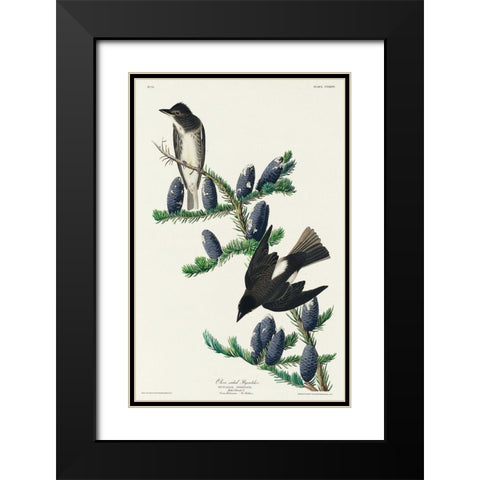 Olive sided Flycatcher Black Modern Wood Framed Art Print with Double Matting by Audubon, John James