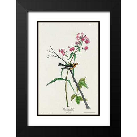 Blackburnian Warbler Black Modern Wood Framed Art Print with Double Matting by Audubon, John James