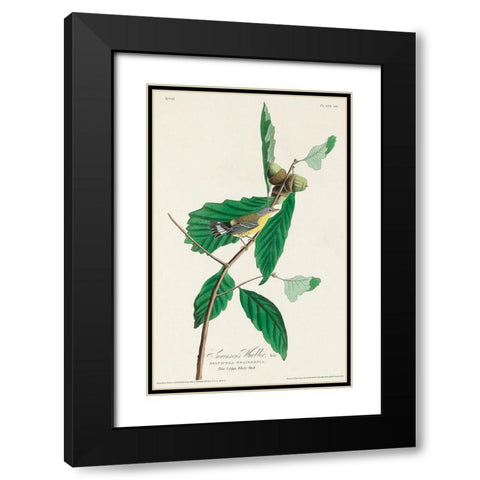 Black and Yellow Warbler Black Modern Wood Framed Art Print with Double Matting by Audubon, John James