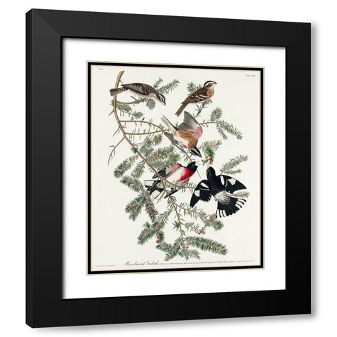 Rose-breasted Grosbeak Black Modern Wood Framed Art Print with Double Matting by Audubon, John James
