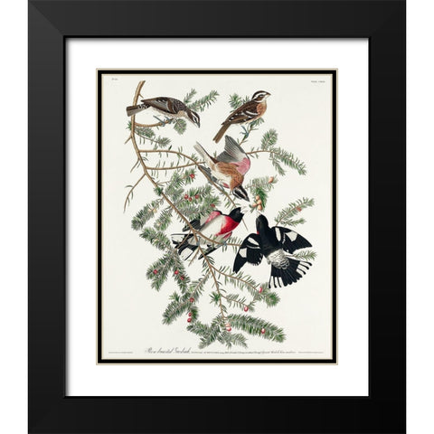 Rose-breasted Grosbeak Black Modern Wood Framed Art Print with Double Matting by Audubon, John James