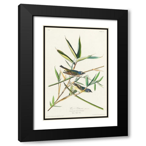 Vireo Solitarius Black Modern Wood Framed Art Print with Double Matting by Audubon, John James