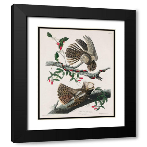 Chuck-wills Widow  Black Modern Wood Framed Art Print with Double Matting by Audubon, John James