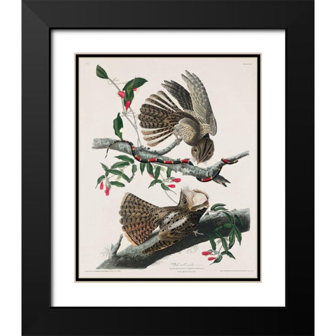 Chuck-wills Widow  Black Modern Wood Framed Art Print with Double Matting by Audubon, John James