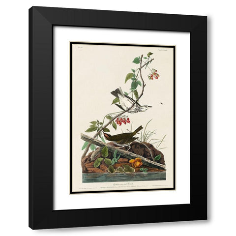 Golden-crowned Thrush Black Modern Wood Framed Art Print with Double Matting by Audubon, John James