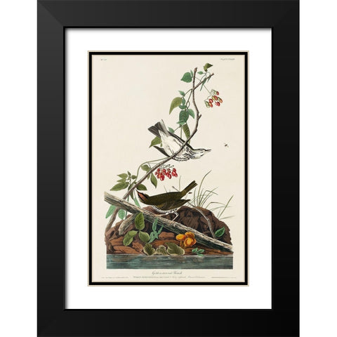 Golden-crowned Thrush Black Modern Wood Framed Art Print with Double Matting by Audubon, John James