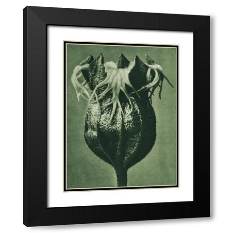 Tellima randiflora (Fringe Cups) Black Modern Wood Framed Art Print with Double Matting by Blossfeldt, Karl