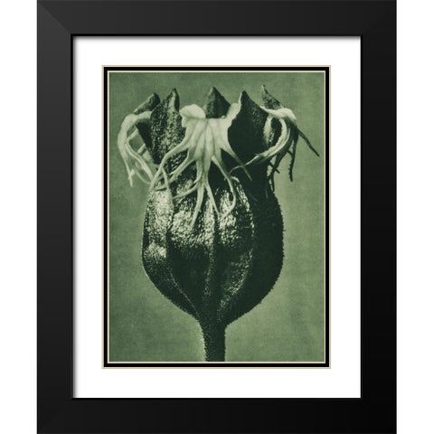 Tellima randiflora (Fringe Cups) Black Modern Wood Framed Art Print with Double Matting by Blossfeldt, Karl
