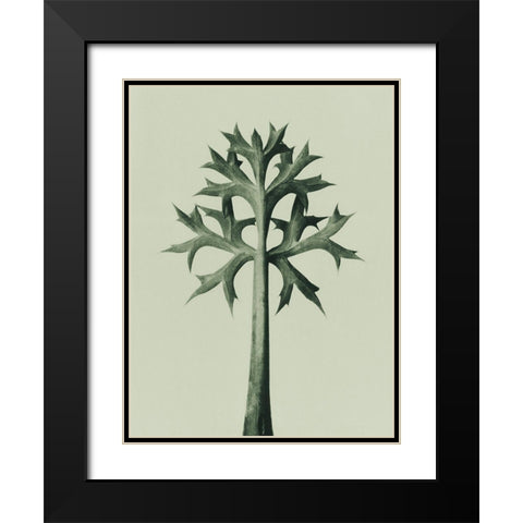 Eryngium Bourgatii (Mediterranean Sea Holly) Black Modern Wood Framed Art Print with Double Matting by Blossfeldt, Karl