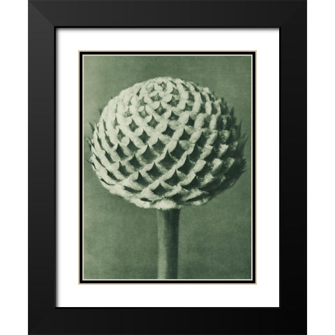 Cephalaria (Small Teasel) Black Modern Wood Framed Art Print with Double Matting by Blossfeldt, Karl