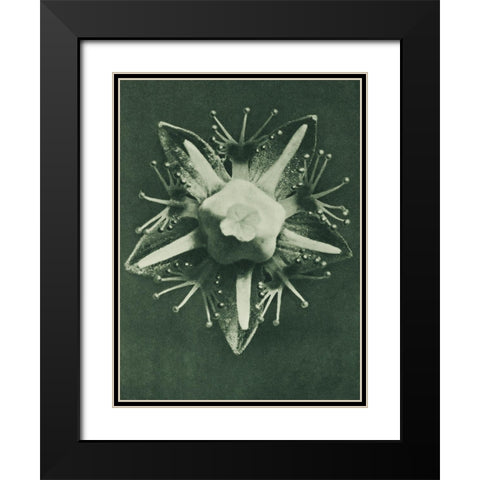 Parnassia palustris (Marsh Grass of Parnassus) Black Modern Wood Framed Art Print with Double Matting by Blossfeldt, Karl