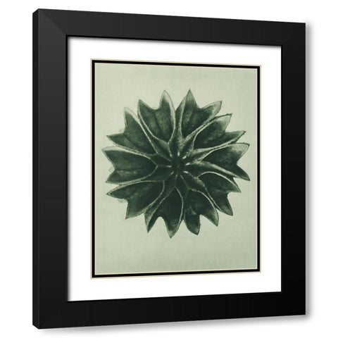 Abutilon (Lime Mallow) Black Modern Wood Framed Art Print with Double Matting by Blossfeldt, Karl