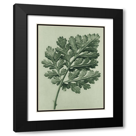 Chrysanthemum parthenium (Feverfew chrysanthemum) Black Modern Wood Framed Art Print with Double Matting by Blossfeldt, Karl