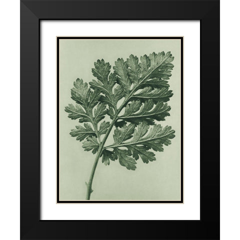 Chrysanthemum parthenium (Feverfew chrysanthemum) Black Modern Wood Framed Art Print with Double Matting by Blossfeldt, Karl