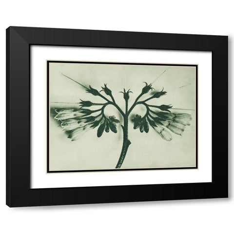 Symphytum officinale (Common Comfrey) Black Modern Wood Framed Art Print with Double Matting by Blossfeldt, Karl