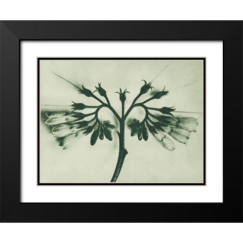 Symphytum officinale (Common Comfrey) Black Modern Wood Framed Art Print with Double Matting by Blossfeldt, Karl