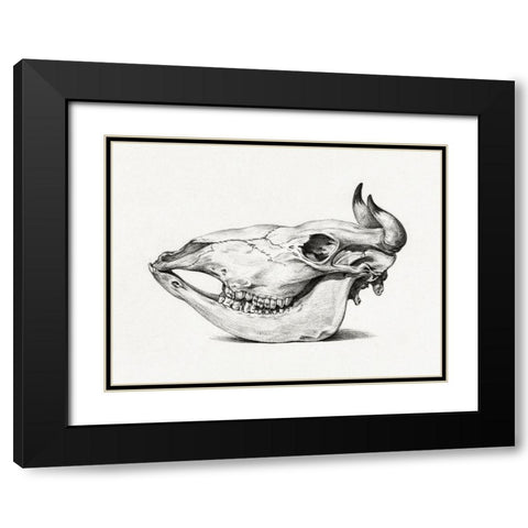 Skull of a cow (Side) Black Modern Wood Framed Art Print with Double Matting by Bernard, Jean