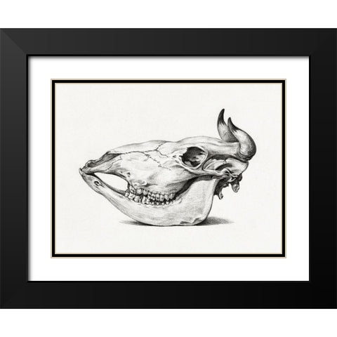 Skull of a cow (Side) Black Modern Wood Framed Art Print with Double Matting by Bernard, Jean