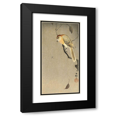 Buffalo wing shrike and spider Black Modern Wood Framed Art Print with Double Matting by Koson, Ohara