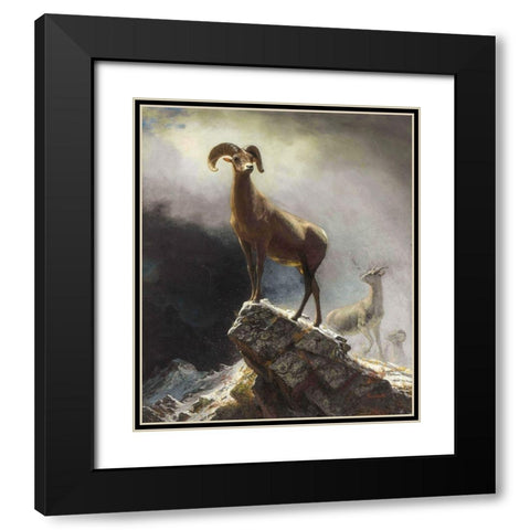 Rocky Mountain Sheep or Big Horn, Ovis, Montana Black Modern Wood Framed Art Print with Double Matting by Bierstadt, Albert