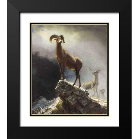 Rocky Mountain Sheep or Big Horn, Ovis, Montana Black Modern Wood Framed Art Print with Double Matting by Bierstadt, Albert