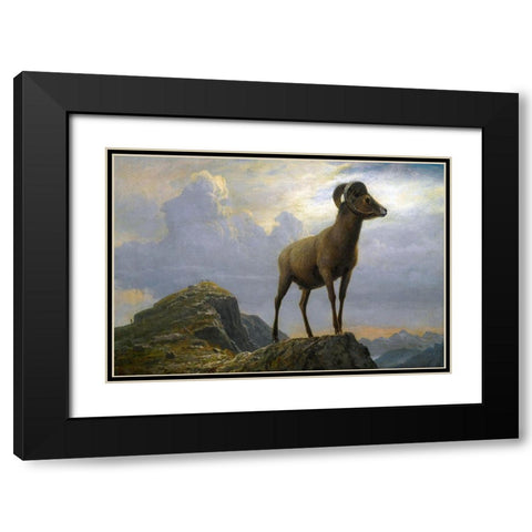 Study of a Bighorn Ram Black Modern Wood Framed Art Print with Double Matting by Bierstadt, Albert