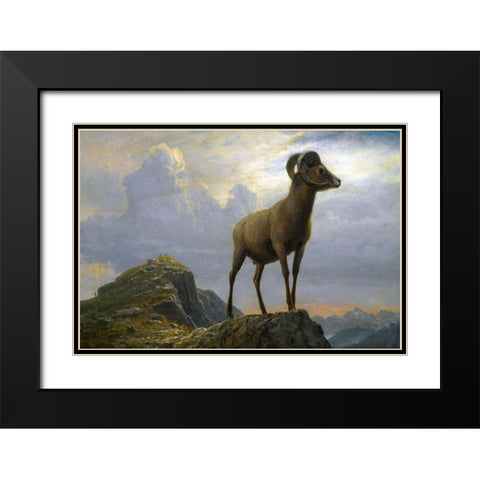 Study of a Bighorn Ram Black Modern Wood Framed Art Print with Double Matting by Bierstadt, Albert