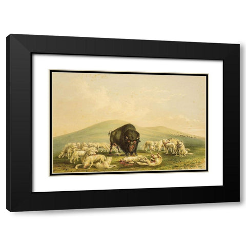 Buffalo Hunt, White Wolves Attacking Buffalo Bull Black Modern Wood Framed Art Print with Double Matting by Catlin, George