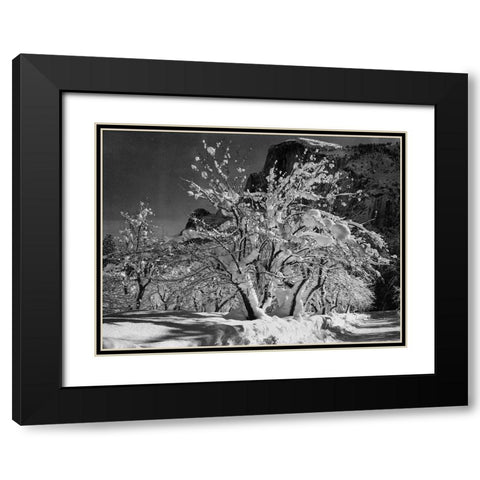 Half Dome-Apple Orchard-Yosemite-California Black Modern Wood Framed Art Print with Double Matting by Adams, Ansel