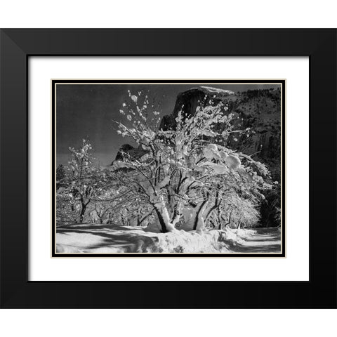 Half Dome-Apple Orchard-Yosemite-California Black Modern Wood Framed Art Print with Double Matting by Adams, Ansel
