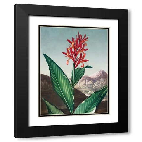 Indian Reed from The Temple of Flora Black Modern Wood Framed Art Print with Double Matting by Thornton, Robert John