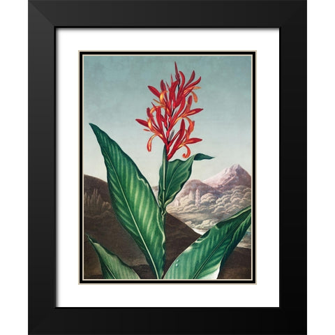 Indian Reed from The Temple of Flora Black Modern Wood Framed Art Print with Double Matting by Thornton, Robert John