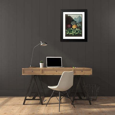 A Group of Auriculas from The Temple of Flora Black Modern Wood Framed Art Print with Double Matting by Thornton, Robert John