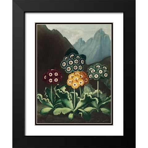 A Group of Auriculas from The Temple of Flora Black Modern Wood Framed Art Print with Double Matting by Thornton, Robert John