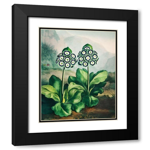 A Group of Auriculas from The Temple of Flora Black Modern Wood Framed Art Print with Double Matting by Thornton, Robert John