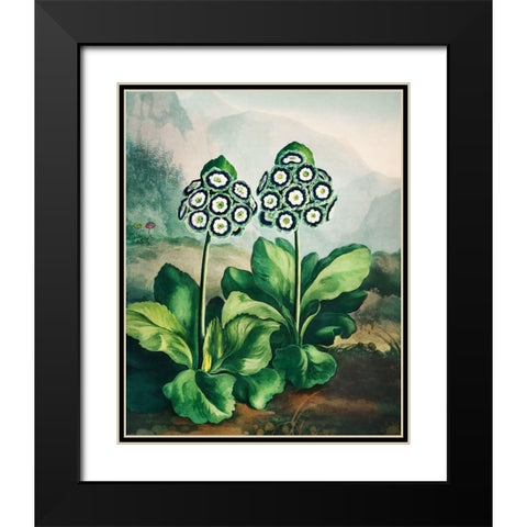 A Group of Auriculas from The Temple of Flora Black Modern Wood Framed Art Print with Double Matting by Thornton, Robert John