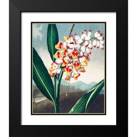 The Nodding Renealmia from The Temple of Flora Black Modern Wood Framed Art Print with Double Matting by Thornton, Robert John