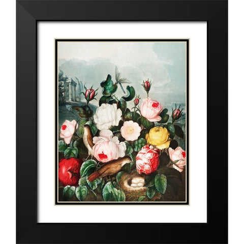 Roses from The Temple of Flora Black Modern Wood Framed Art Print with Double Matting by Thornton, Robert John