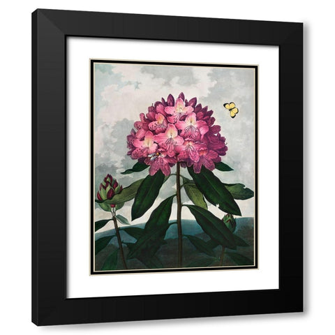 The Pontic Rhododendron from The Temple of Flora Black Modern Wood Framed Art Print with Double Matting by Thornton, Robert John