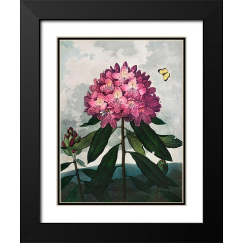 The Pontic Rhododendron from The Temple of Flora Black Modern Wood Framed Art Print with Double Matting by Thornton, Robert John