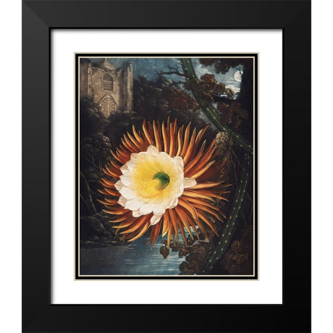 The Night Blowing Cereus from The Temple of Flora Black Modern Wood Framed Art Print with Double Matting by Thornton, Robert John